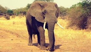 Rêver d'éléphants