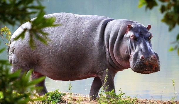 Rêver D'hippopotame ▷ [Signification Des Rêves]