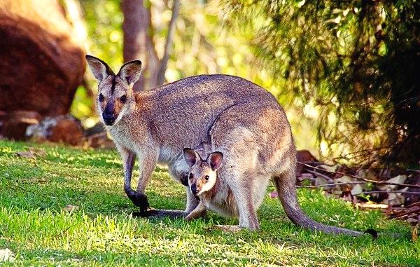 Rêver de kangourou