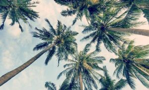 rêver avec des palmiers